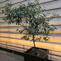 オリーブ,観葉植物,花のある暮らし,緑のある暮らし,週末ガーデナーの画像