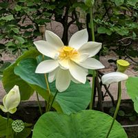 ハス,お花,蓮,お出かけ先の画像