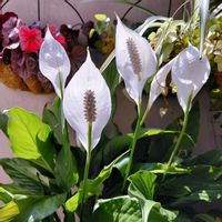 スパティフィラム,スパティフィラム,観葉植物,植物のある暮らし,綺麗の画像
