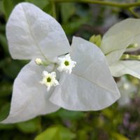 寄植え,ハンギング,月曜日はビタミンカラー,小さな庭,玄関アプローチの画像