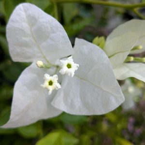 寄植え,ハンギング,月曜日はビタミンカラー,小さな庭,玄関アプローチの画像