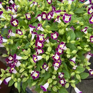 トレニア,鉢植え,花が好き,無農薬❤家庭菜園,野菜が好きの画像