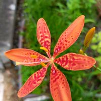 ヒオウギ,ヒオウギ,鉢植え,小さな庭の画像