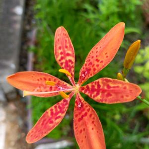 ヒオウギ,ヒオウギ,鉢植え,小さな庭の画像