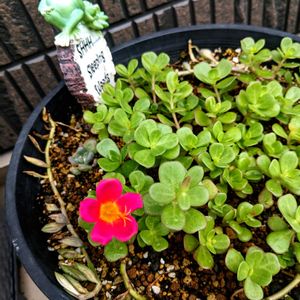 ポーチュラカ,虹色ポーチュラカ,開花,癒し空間,NO GREEN  NO LIFEの画像