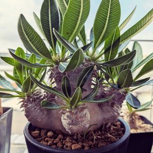 塊根植物,パキポディウム属,珍奇植物,植中毒,バルコニストの画像