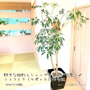 シェフレラ,カポック(シェフレラ),シェフレラ アルボリコラ,シェフレラ アルボリコラ,観葉植物の画像