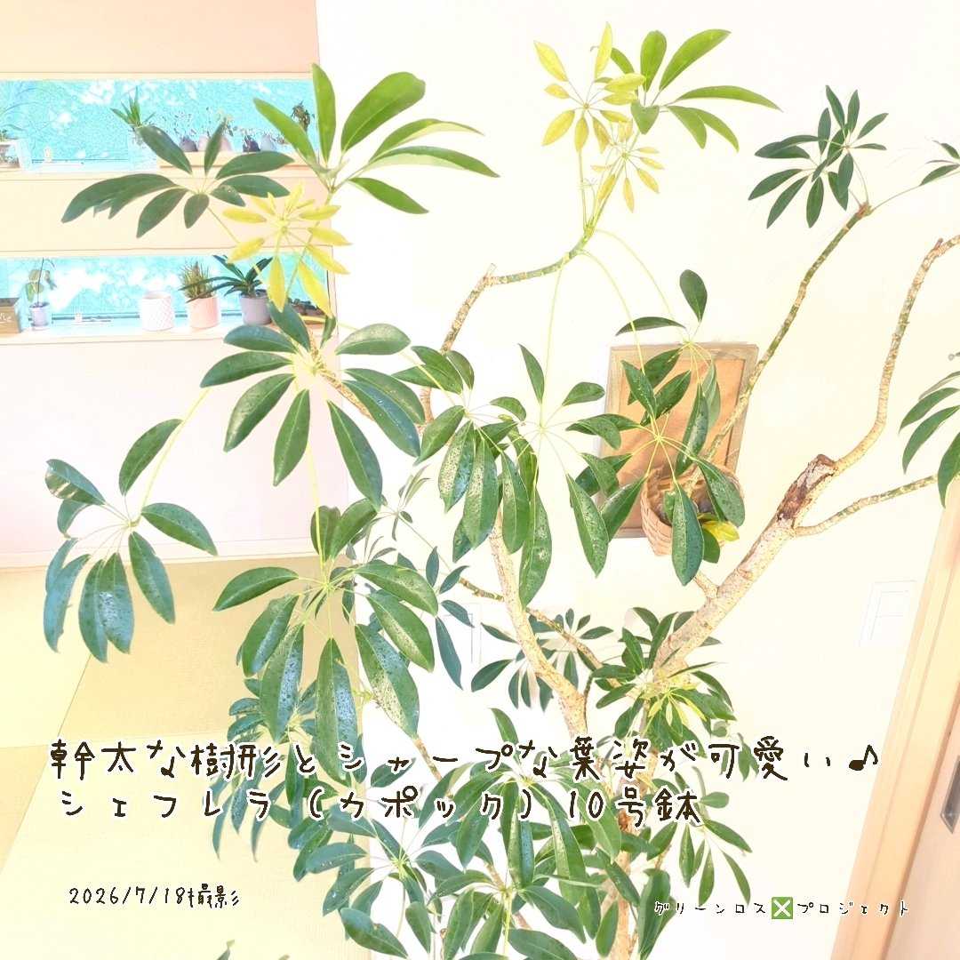 シェフレラの投稿画像 by グリーンロスプロジェクト∶すう｜千葉県船橋