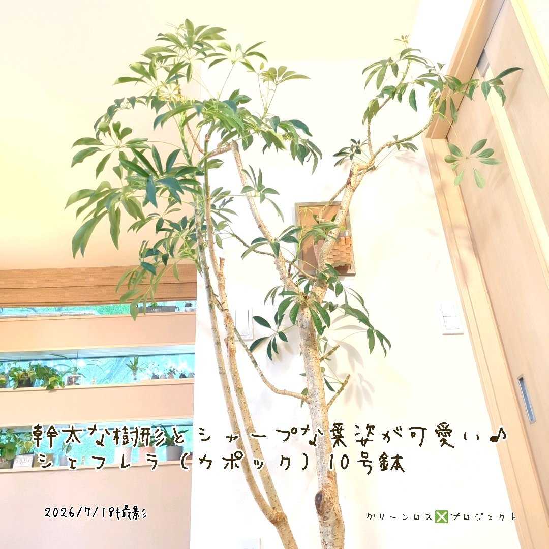 シェフレラの投稿画像 by グリーンロスプロジェクト∶すう｜千葉県船橋