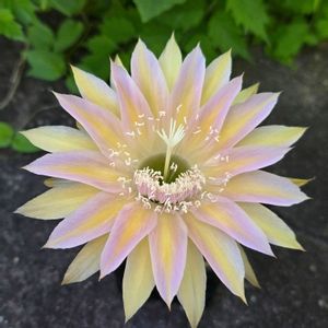 サボテン,花サボテン,多肉植物,サボテンの花,花のある暮らしの画像