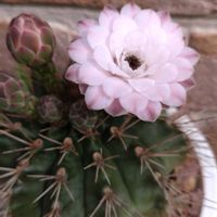 鉢植え,ガーデニング,サボテンの花,おめでとう,植え込みの画像