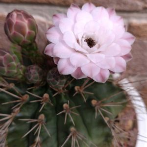 鉢植え,ガーデニング,サボテンの花,おめでとう,植え込みの画像
