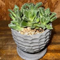 四海波,多肉植物,植え替えの画像
