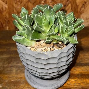 四海波,多肉植物,植え替えの画像