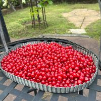 ブルーベリー,カリンズ（レッドカーラント）,ブルーベリー畑…,畑の収穫野菜,ブルーベリー　狩りの画像