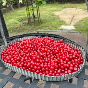 ブルーベリー,カリンズ（レッドカーラント）,ブルーベリー畑…,畑の収穫野菜,ブルーベリー　狩りの画像