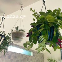 リプサリス,エスキナンサス,観葉植物,吊り下げ,放置栽培の画像
