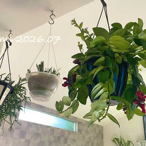 リプサリス,エスキナンサス,観葉植物,吊り下げ,放置栽培の画像