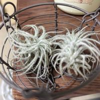 エアープランツ,テクトラムの画像
