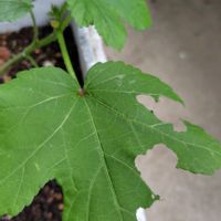 鉢植え,ベランダの画像