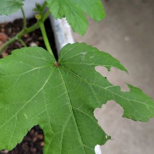 鉢植え,ベランダの画像