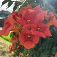 ノウゼンカズラ,GSのみなさんに感謝♡,チーム岐阜,月曜はビタミンカラー,秘密の花園♡の画像