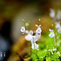 ウサギゴケ,ウサギゴケ,マクロレンズ,咲くやこの花館,お出かけ先にての画像