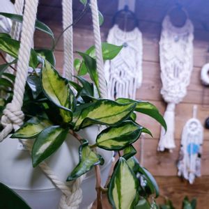 ホヤカルノーサ,手作りマクラメ編み,観葉植物,ホヤ,ネコ好きの画像