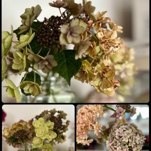 紫陽花,アジサイドライフラワー,花のある暮らし,植中毒,お花大好き♡の画像