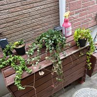 観葉植物,植え替え,ホヤ,植物の画像