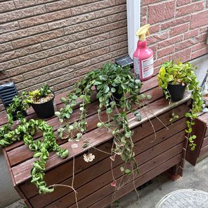 観葉植物,植え替え,ホヤ,植物の画像