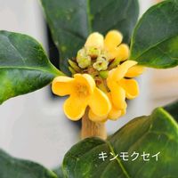 キンモクセイ,スイカ,ハイビスカス,金木犀,ハイビスカス サマーブリーズの画像