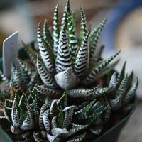 多肉植物,ハオルチア属,硬葉ハオルチア,植中毒,タニラーの画像
