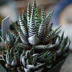 多肉植物,ハオルチア属,硬葉ハオルチア,植中毒,タニラーの画像