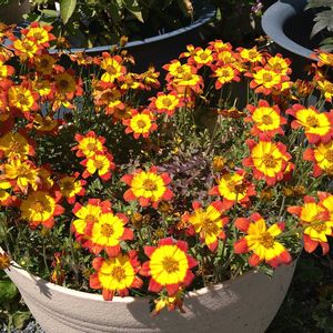 ビデンス キャンプファイヤー ホットオレンジ,ビタミンカラー,花のある暮らし,ハクサン,PWの画像