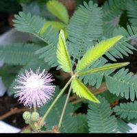 オジギソウ,まだまだ初心者,花のある暮らし,世界中に幸せを,庭の画像