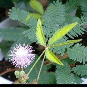 オジギソウ,まだまだ初心者,花のある暮らし,世界中に幸せを,庭の画像