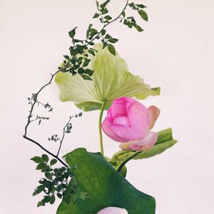 ハス,蓮の花,ノバラ,野薔薇,ハス（蓮）の画像