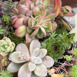 多肉寄せ植え,我が家のお花の画像