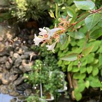 アベリア,ガウラ♡,病気に負けない心,明日はきっと良い日になる,大切な日常の画像