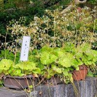 ユキノシタの画像