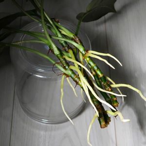 アグラオネマ,アグラオネマ ロタンダム,アグラオネマ ロタンダム(タニンダーリ産),数年間放置した根,観葉植物の画像