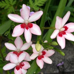 ヒメヒオウギ,ヒオウギ,姫緋扇,花散歩,花のある暮らしの画像