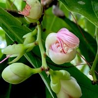 サガリバナ,つぼみ,夢の島熱帯植物館,ピンク色,夜に咲く花の画像
