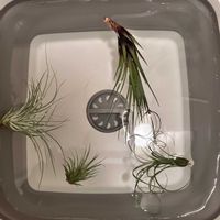 エアプランツ,ダイソーの画像