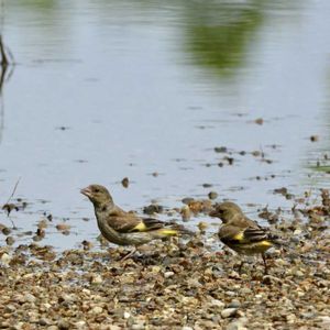 カワラヒワ♪,(野鳥)セグロセキレイ,野鳥(カワラヒワ).,セグロセキレイ✨,野鳥の画像