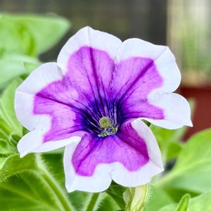 ペチュニア,ペチュニア  藤色ロマン,もりもり,花のある暮らし,花と緑のある暮らしの画像