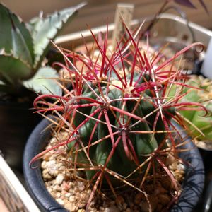 神仙玉,フェロカクタス 神仙玉,植中毒,キュンキュン乙女倶楽部,HTCの画像