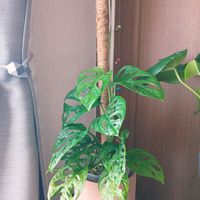 マドカズラ,マドカズラ,観葉植物,リビング・ダイニングの画像