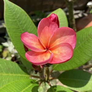 プルメリア,プルメリア,多肉植物,塊根植物,コーデックスの画像